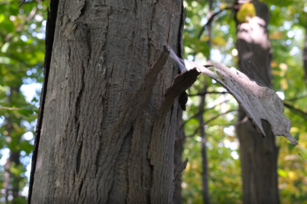 Native Ralph Tree Discover native tree species by taking the RRCA’s Gray’s Creek ...