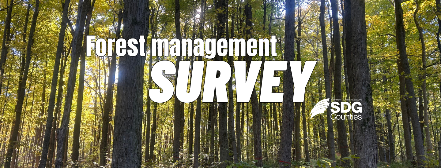 forest survey