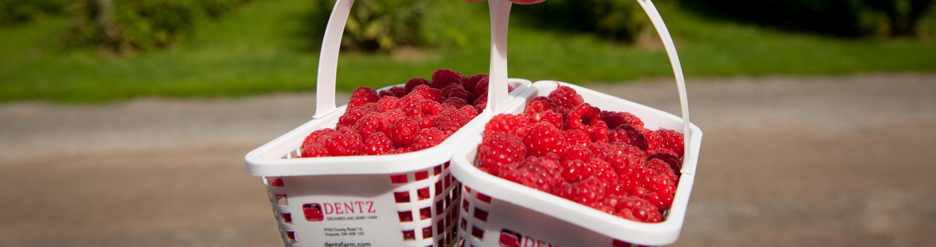 Baskets with local berries.