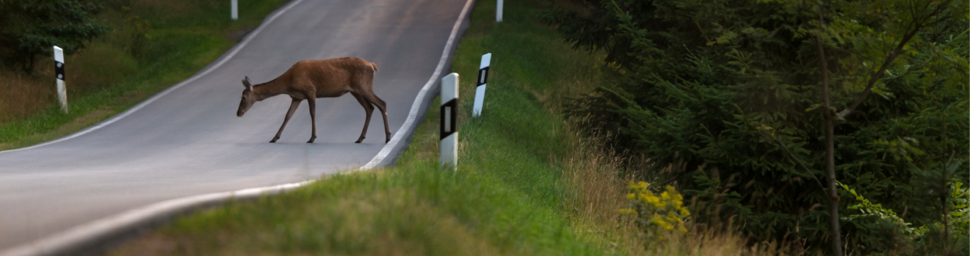 Wildlife on county roads.