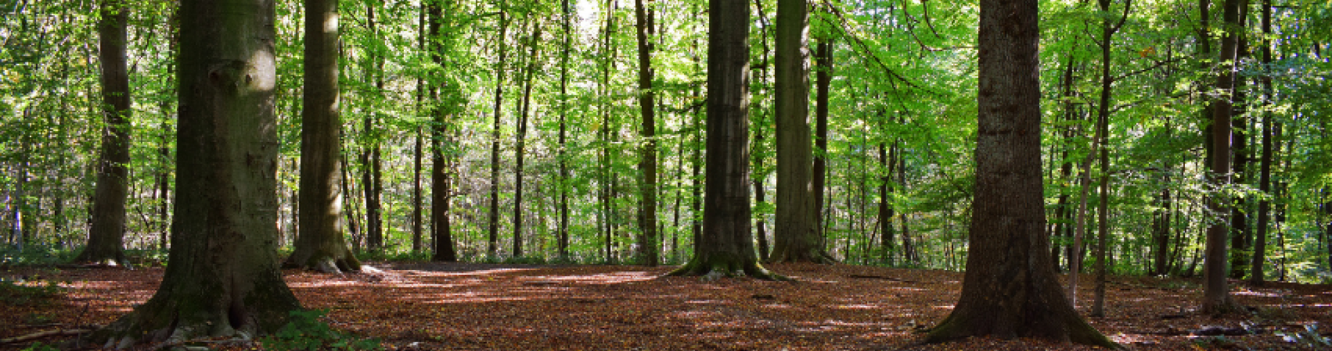 A forest landscape.