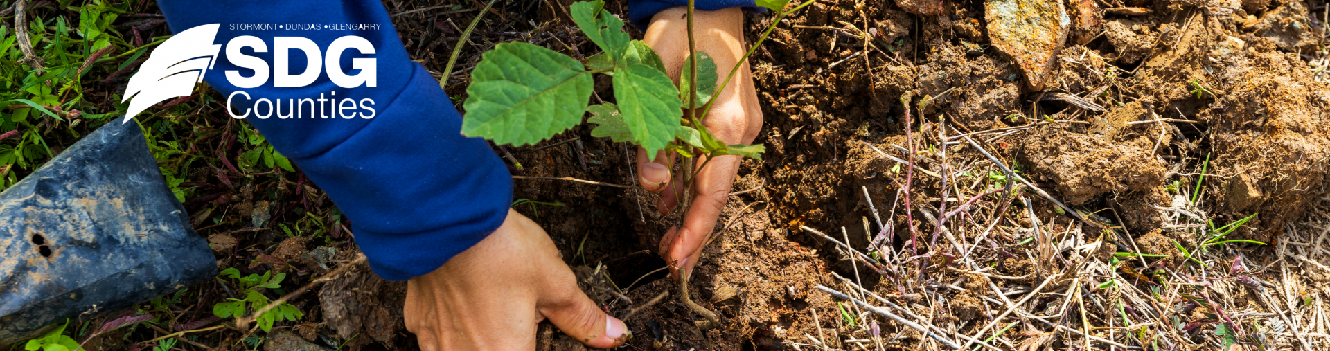 tree planting