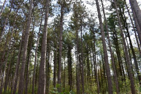 SNC sustainably managing forests: Hardwood and softwood tender opportunities