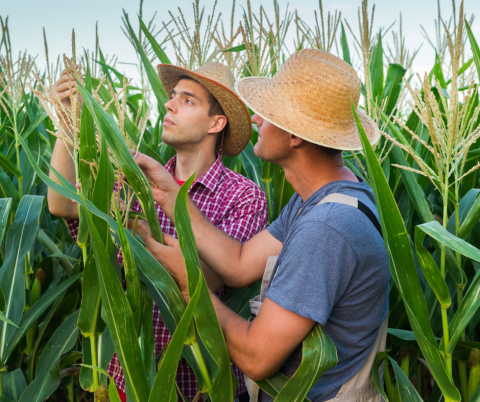 Farmers in the Raisin Region Conservation Authority (RRCA)’s watershed jurisdiction in eastern Ontario are invited to attend a free “lunch and learn” virtual workshop about agricultural best management practices.