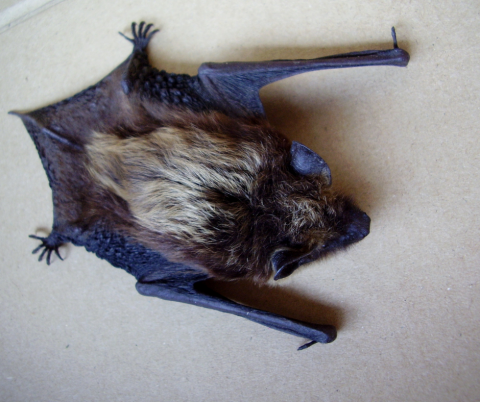 A black bat lies on a table.