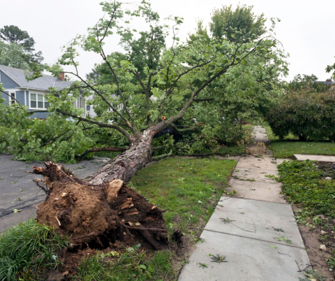 A fallen tree.