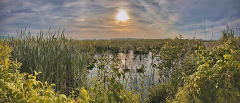 Biodiversity enhancements will improve Cooper Marsh.