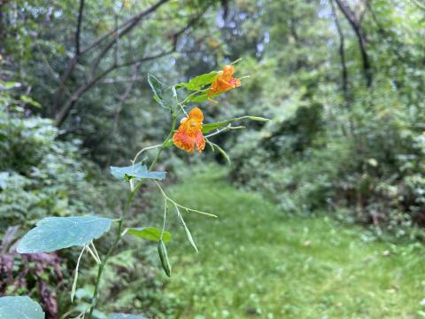 The Raisin Region Conservation Authority’s (RRCA) Cooper Marsh Conservation Area offers ideal ground for hundreds of different plant species. 