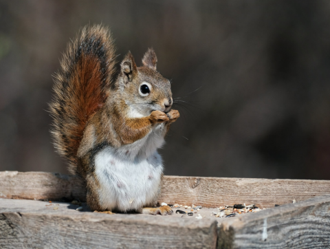 Raisin Region Conservation Authority (RRCA)’s three Conservation Areas continue to provide opportunities to connect with nature year-round. Gray’s Creek, Charlottenburgh Park and Cooper Marsh offer a combined 25 km of nature trails available at no cost.