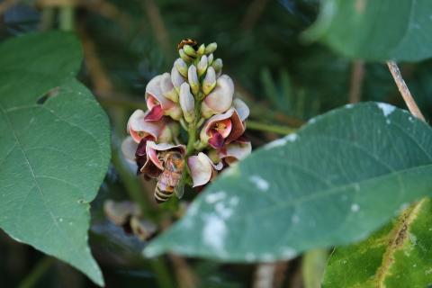 A bee collects nectar from an American groundnut (Apios americana) flower at Cooper Marsh Conservation Area in South Glengarry.