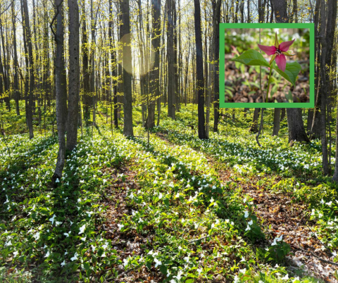 trilliums