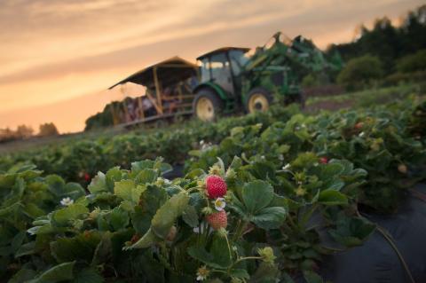 A tractor drives in a farmers field.