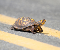 Turtle crossing the road.